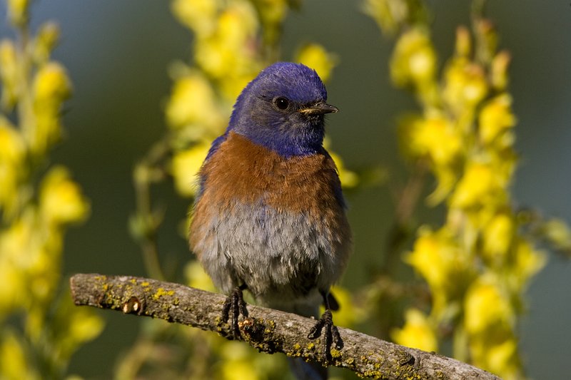 TC-Western Bluebird-D00071-00080.jpg :: Western Bluebird Male perched on a stick in a field of wildflowers in bloom