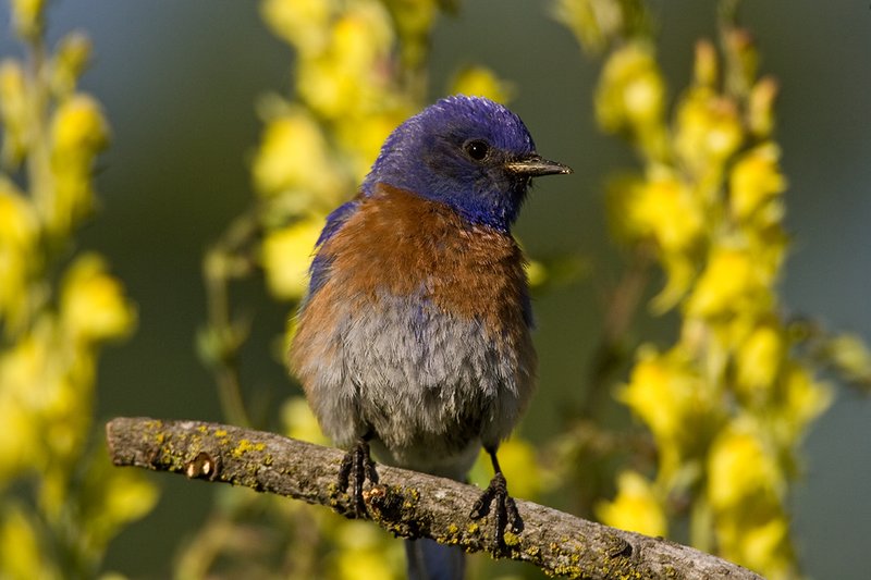 TC-Western Bluebird-D00071-00083.jpg :: Western Bluebird Male perched on a stick in a field of wildflowers in bloom