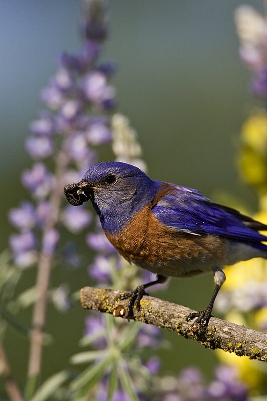 TC-Western Bluebird-D00071-00084.jpg :: Western Bluebird Male perched on a stick in a field of wildflowers in bloom