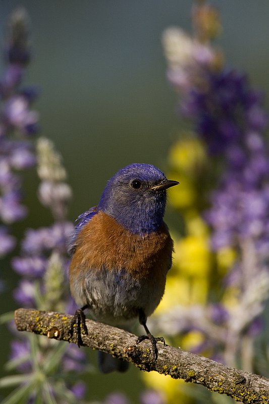 TC-Western Bluebird-D00071-00087.jpg :: Western Bluebird Male perched on a stick in a field of wildflowers in bloom