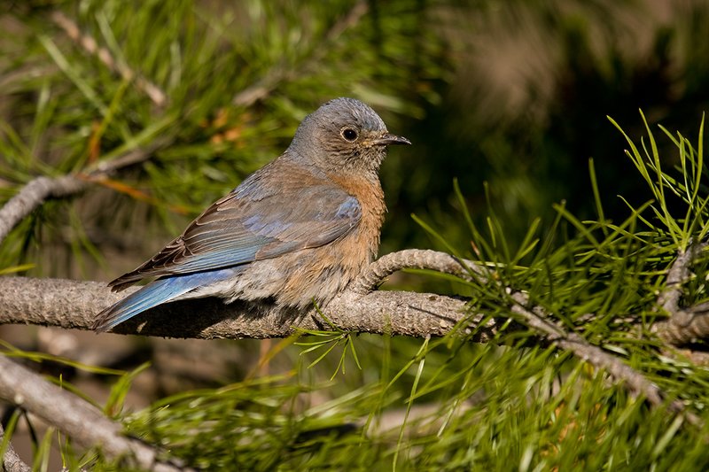 TC-Western Bluebird-D00071-00243.jpg :: Female Western Bluebird perched on a branch of a pine tree