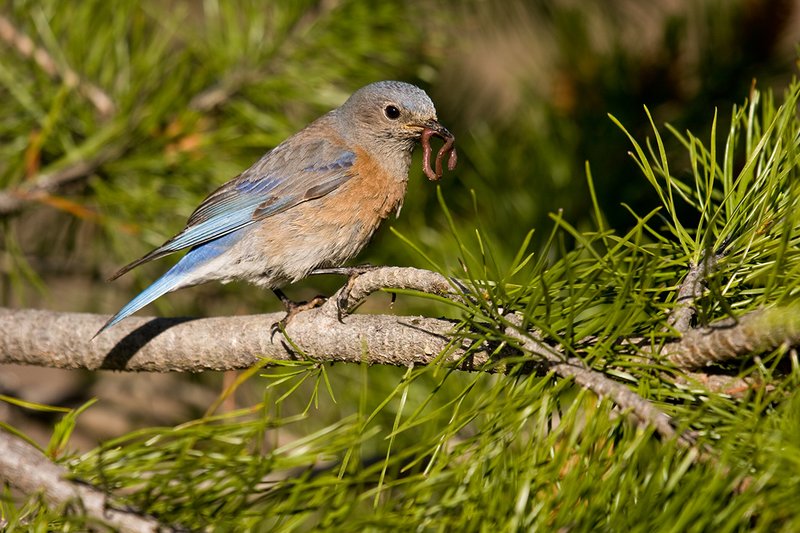 TC-Western Bluebird-D00071-00244.jpg :: Female Western Bluebird holding an earth worm in her bill perched on a branch of a pine tree