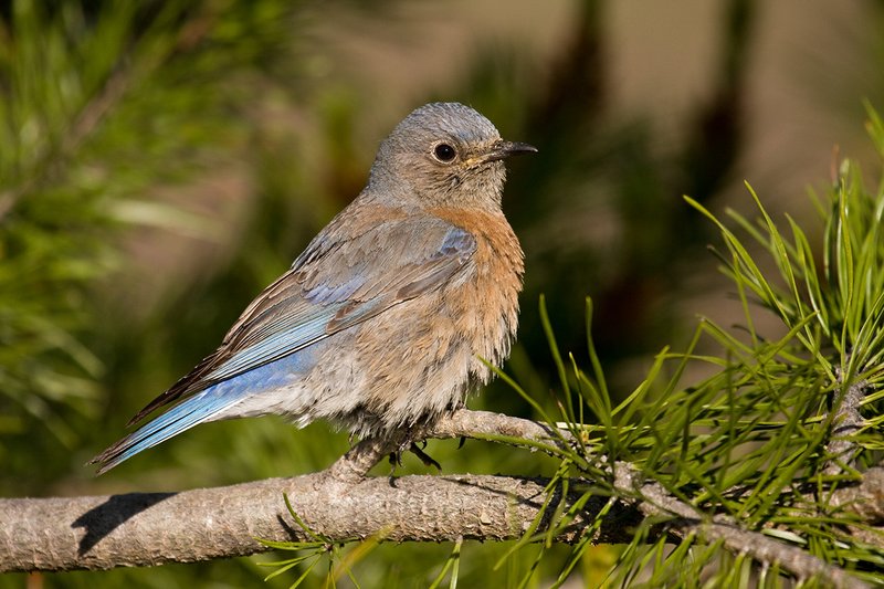 TC-Western Bluebird-D00071-00251.jpg :: Female Western Bluebird perched on a branch of a pine tree