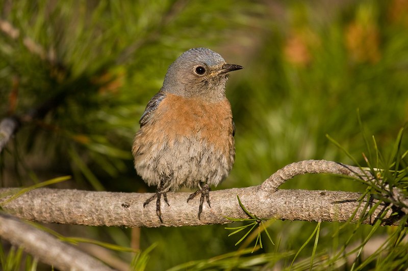 TC-Western Bluebird-D00071-00255.jpg :: Female Western Bluebird perched on a branch of a pine tree