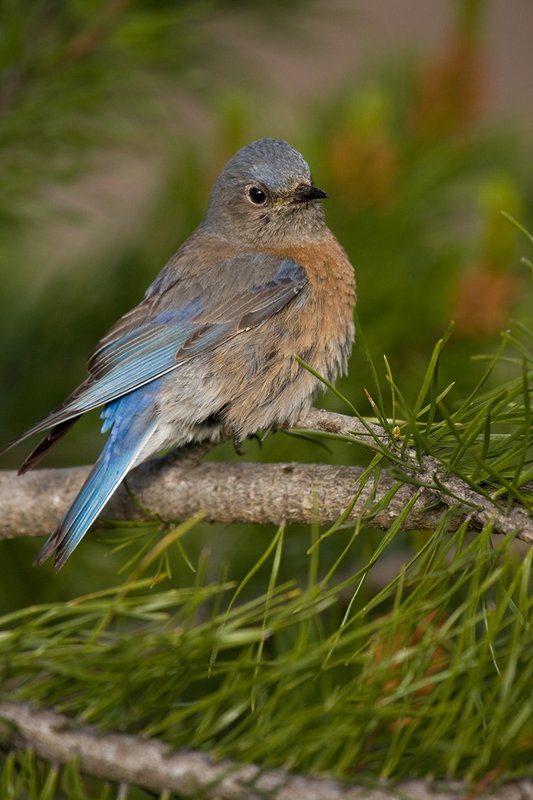 TC-Western Bluebird-D00071-00256.jpg :: Female Western Bluebird perched on a branch of a pine tree