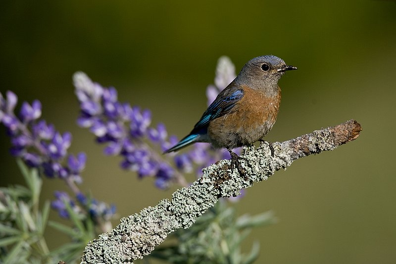 TC-Western Bluebird-D00071-00259.jpg :: Female Western Bluebird perched on a branch with blooming lupine in the background