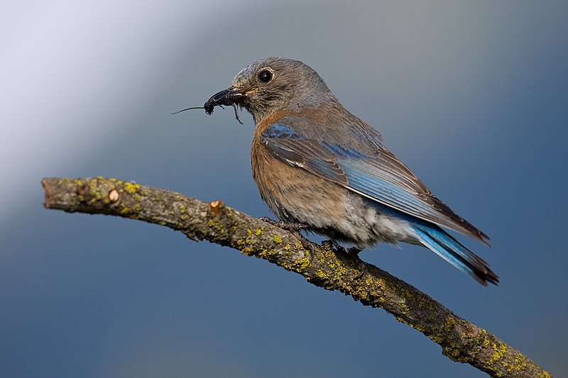 TC-Western Bluebird-D00071-00263.jpg :: Female Western Bluebird perched on a branch of a pine tree while holding beetle in her bill