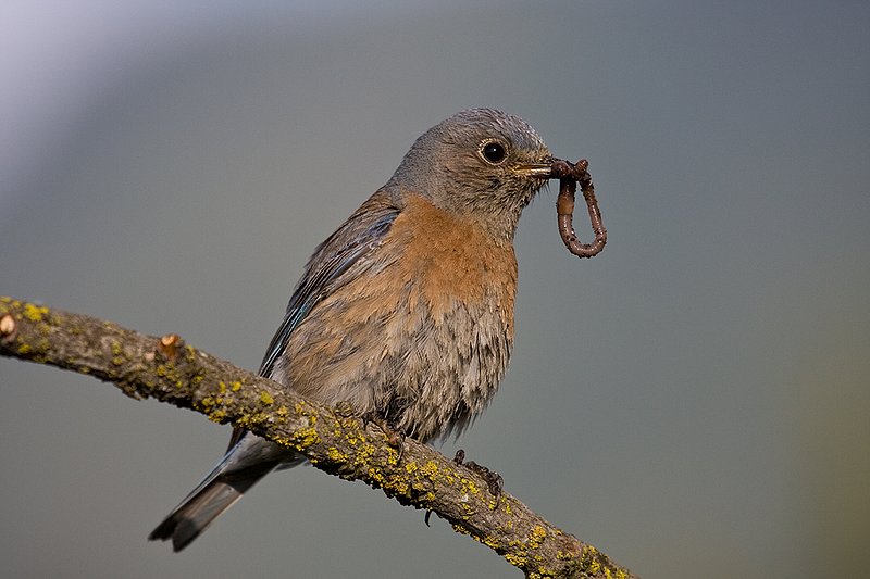 TC-Western Bluebird-D00071-00264.jpg :: Female Western Bluebird perched on a branch of a pine tree while holding earth worm in her bill
