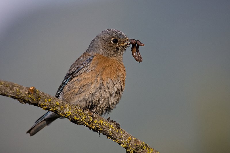 TC-Western Bluebird-D00071-00267.jpg :: Female Western Bluebird perched on a branch of a pine tree while holding earth worm in her bill