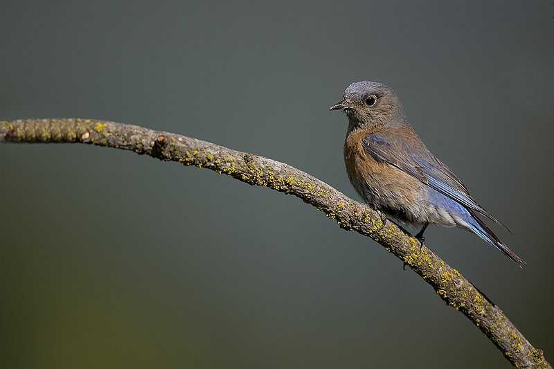TC-Western Bluebird-D00071-00268.jpg :: Female Western Bluebird perched on a branch of a pine tree