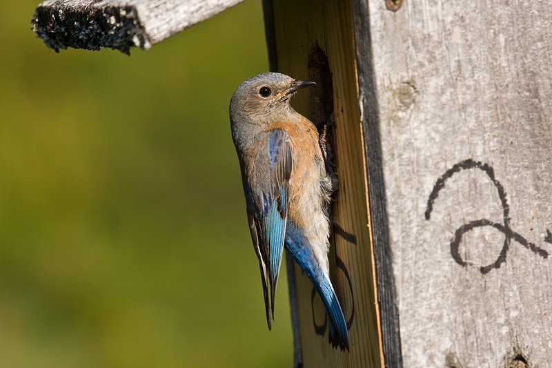 TC-Western Bluebird-D00071-00275.jpg :: Female Western Bluebird perched on a side of blue bird box