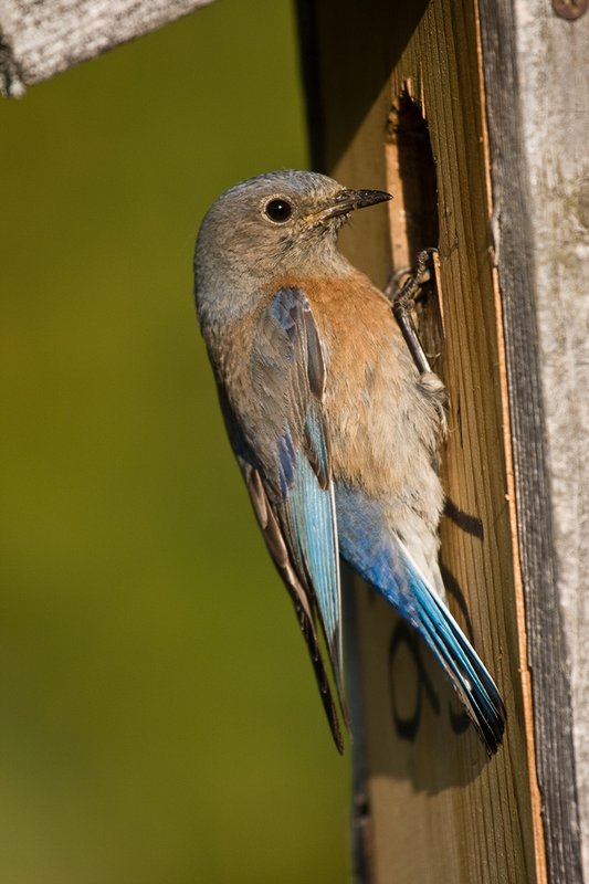 TC-Western Bluebird-D00071-00279.jpg :: Female Western Bluebird perched on a side of blue bird box