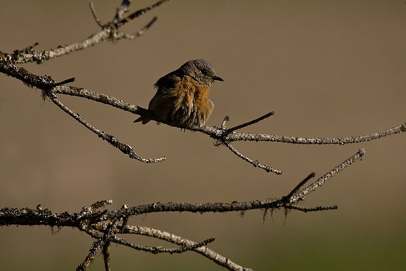 TC-Western Bluebird-D00071-00280.jpg :: Female Western Bluebird perched on a branch of a pine tree