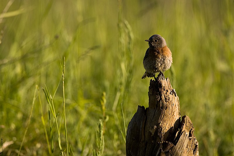 TC-Western Bluebird-D00071-00283.jpg :: Female Western Bluebird perched on a crown of deadfall in grassland