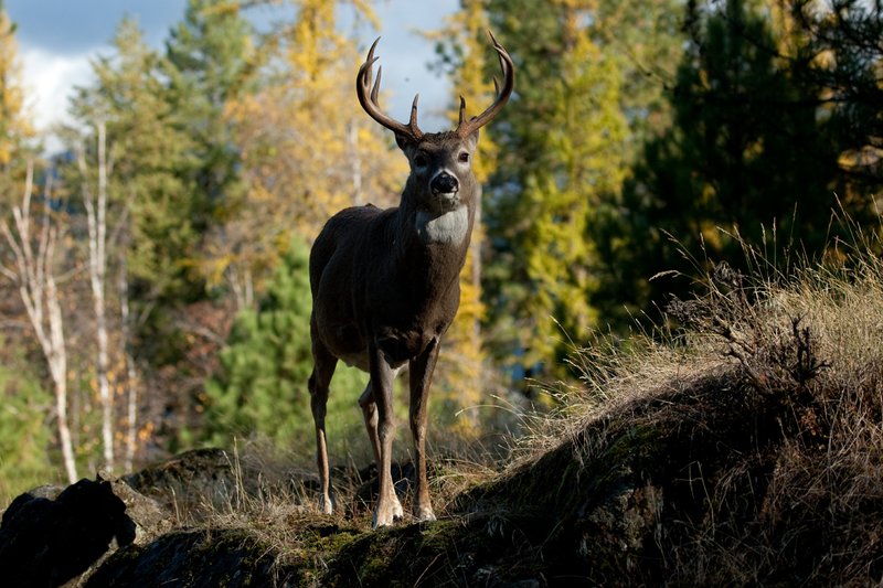 TC-Whitetail Bucks Fall-D01089-03000.jpg :: 10 PT Whitetail Buck standing on rocky ridge with trees in fall colors behind him