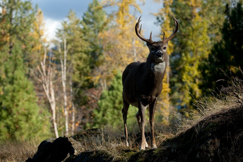 TC-Whitetail Bucks Fall-D01089-03004.jpg :: 10 PT Whitetail Buck standing on rocky ridge with trees in fall colors behind him