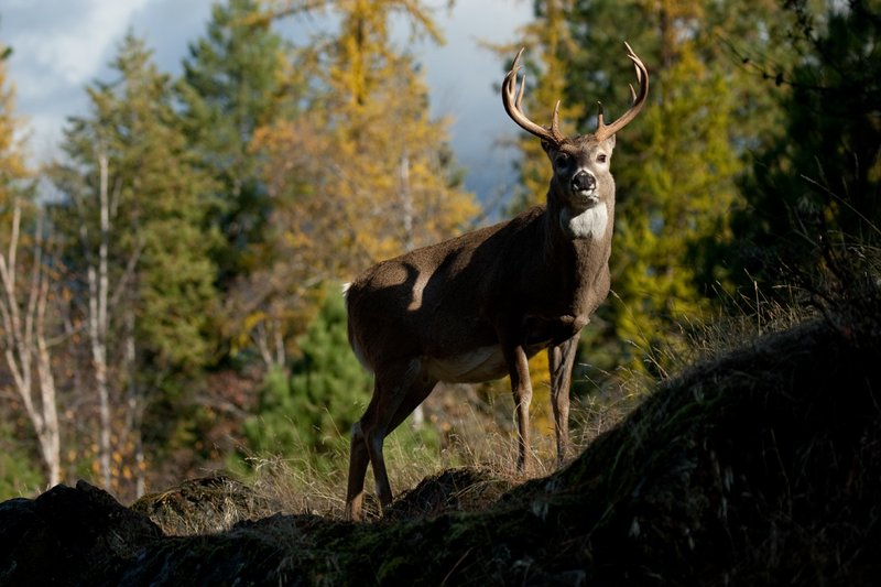 TC-Whitetail Bucks Fall-D01089-03007.jpg :: 10 PT Whitetail Buck standing on rocky ridge with trees in fall colors behind him