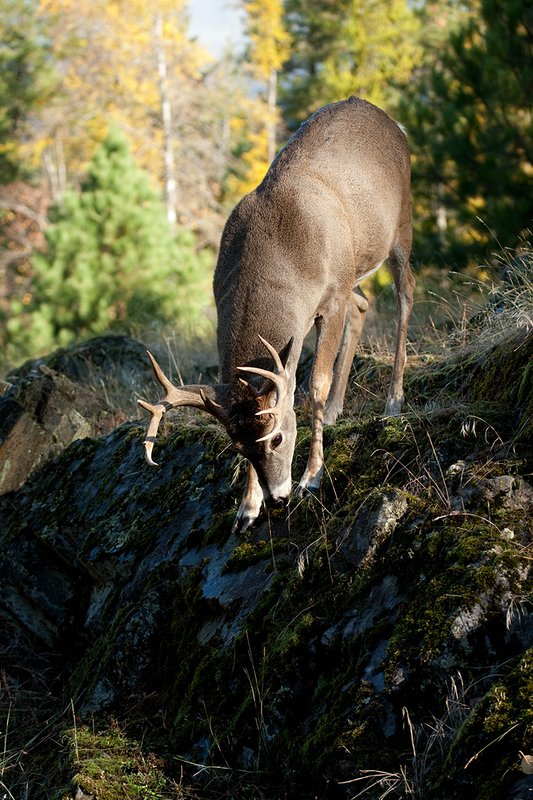 TC-Whitetail Bucks Fall-D01089-03008.jpg :: 10 PT Whitetail Buck working his way down steep ridge face of rocky ridge with trees in fall colors behind him