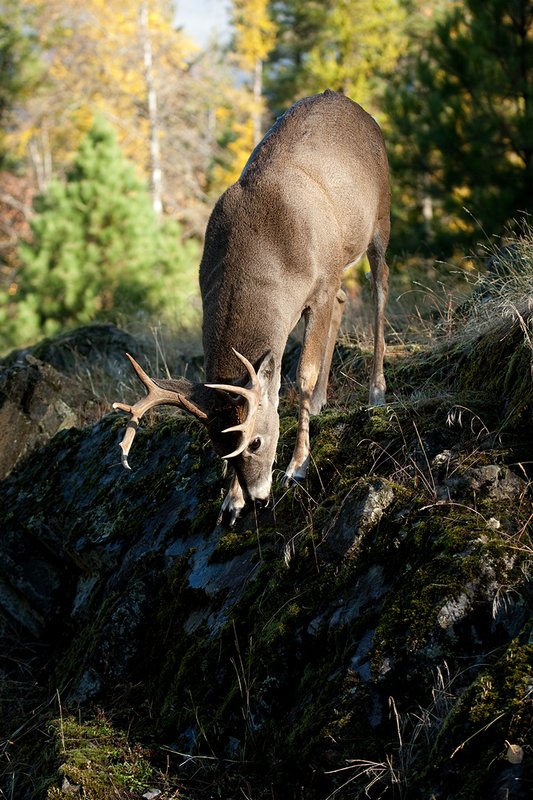 TC-Whitetail Bucks Fall-D01089-03010.jpg :: 10 PT Whitetail Buck working his way down steep ridge face of rocky ridge with trees in fall colors behind him