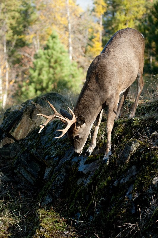 TC-Whitetail Bucks Fall-D01089-03015.jpg :: 10 PT Whitetail Buck working his way down steep ridge face of rocky ridge with trees in fall colors behind him