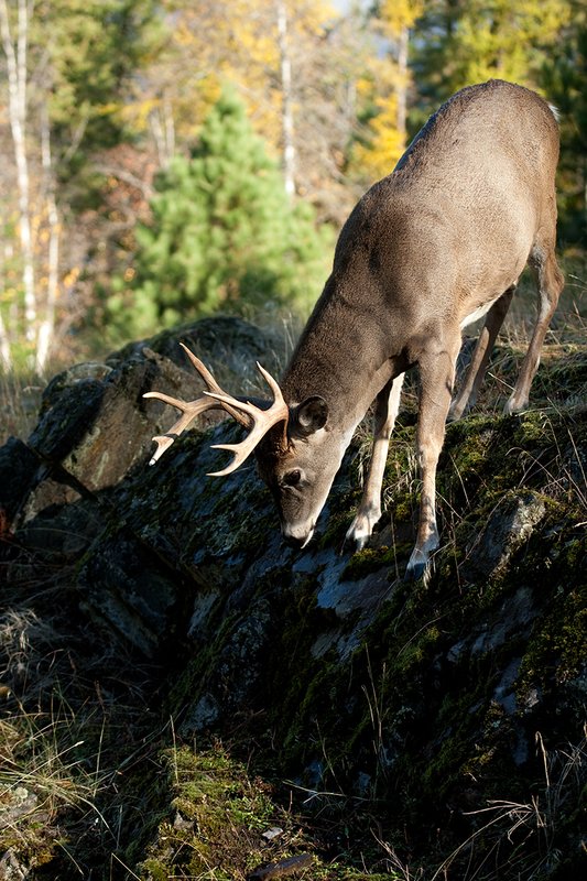 TC-Whitetail Bucks Fall-D01089-03016.jpg :: 10 PT Whitetail Buck working his way down steep ridge face of rocky ridge with trees in fall colors behind him