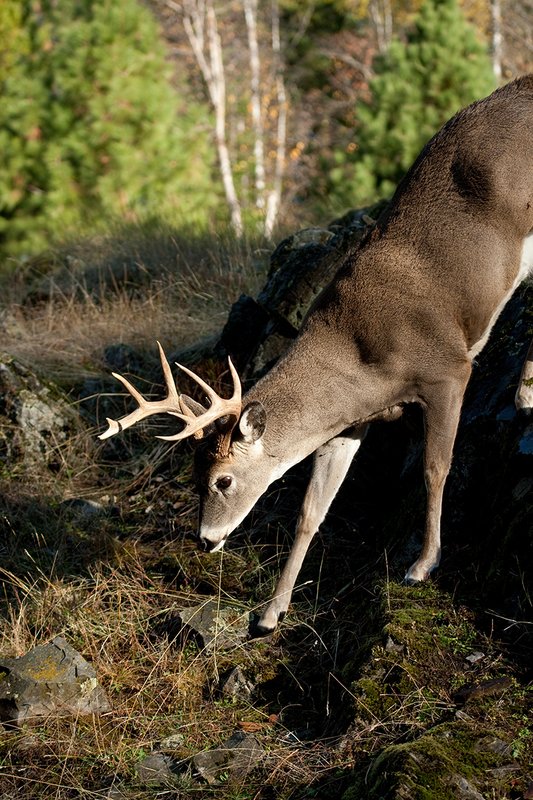 TC-Whitetail Bucks Fall-D01089-03019.jpg :: 10 PT Whitetail Buck working his way down steep ridge face of rocky ridge with trees in fall colors behind him