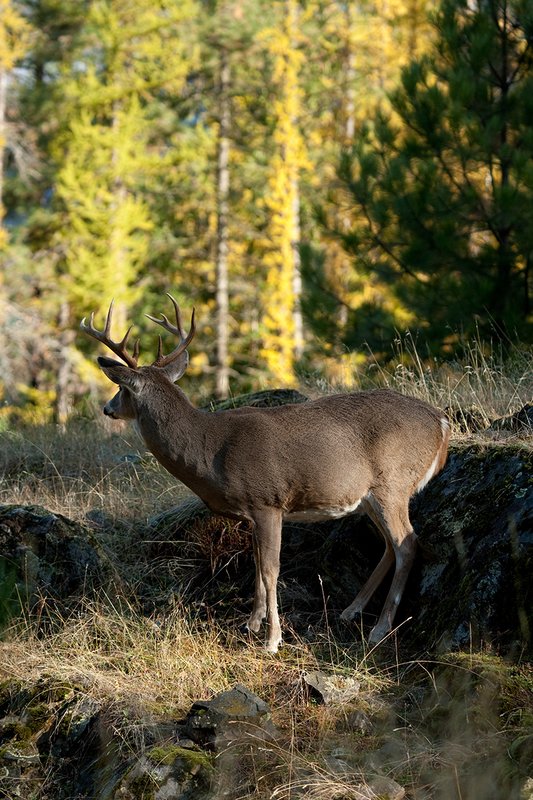 TC-Whitetail Bucks Fall-D01089-03023.jpg :: 10 PT Whitetail Buck standing on rocky ridge looking away into trees in fall colors behind him
