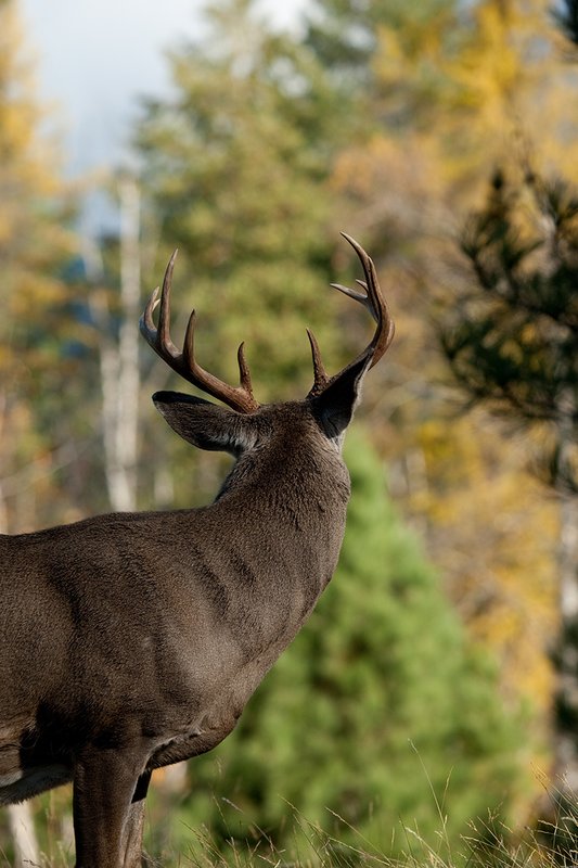 TC-Whitetail Bucks Fall-D01089-03027.jpg :: 10 PT Whitetail Buck standing on rocky ridge looking away into trees in fall colors behind him