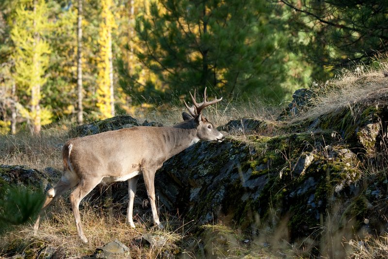 TC-Whitetail Bucks Fall-D01089-03028.jpg :: 10 PT Whitetail Buck feeding on grass growing amoung rocks on rocky ridge with trees in fall colors behind him