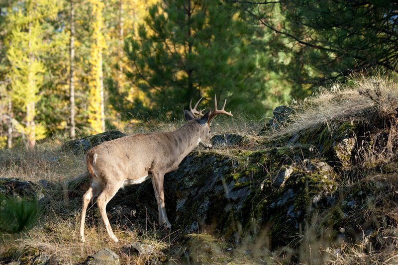 TC-Whitetail Bucks Fall-D01089-03031.jpg :: 10 PT Whitetail Buck feeding on grass growing amoung rocks on rocky ridge with trees in fall colors behind him