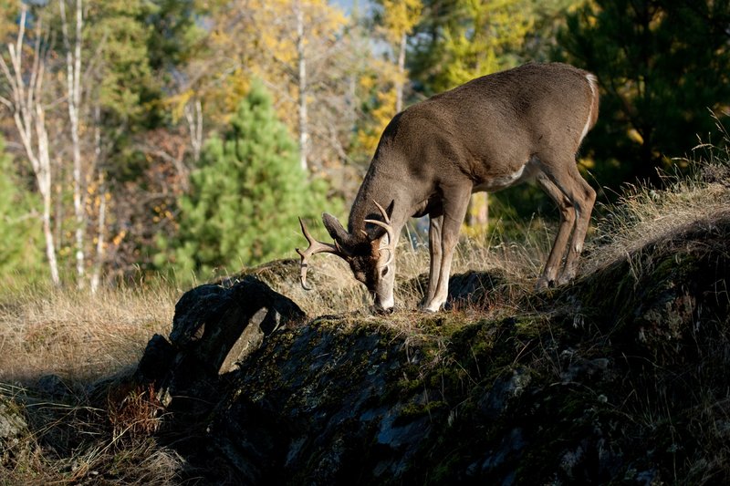 TC-Whitetail Bucks Fall-D01089-03036.jpg :: 10 PT Whitetail Buck feeding on grass growing amoung rocks on rocky ridge with trees in fall colors behind him