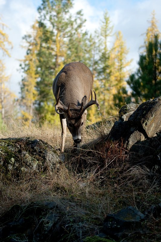TC-Whitetail Bucks Fall-D01089-03043.jpg :: 10 PT Whitetail Buck walking down a rocky ridge with his nose to the ground hot on the trail of a doe