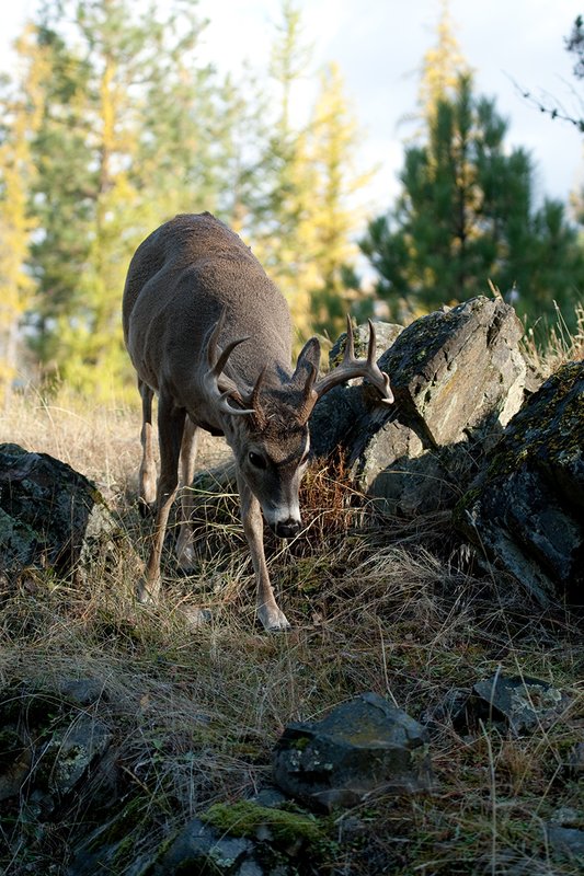 TC-Whitetail Bucks Fall-D01089-03052.jpg :: 10 PT Whitetail Buck walking down a rocky ridge with his nose to the ground hot on the trail of a doe