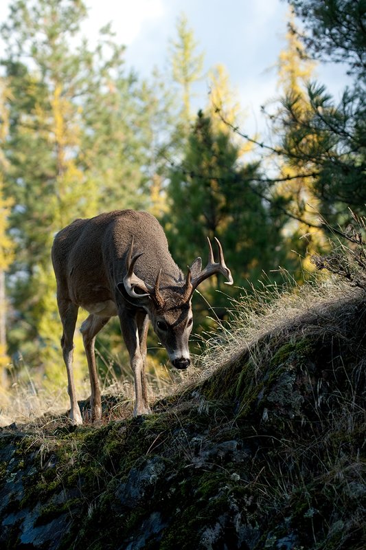 TC-Whitetail Bucks Fall-D01089-03056.jpg :: 10 PT Whitetail Buck walking down a rocky ridge with his nose to the ground hot on the trail of a doe