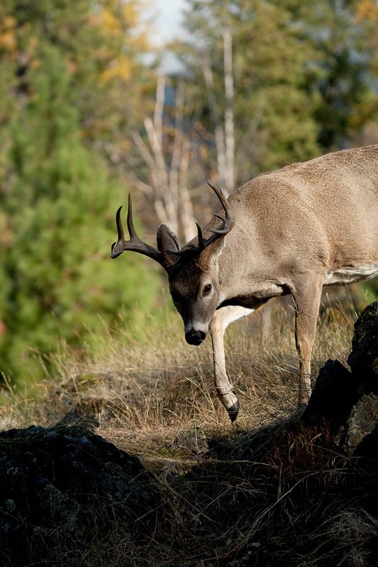 TC-Whitetail Bucks Fall-D01089-03058.jpg :: 10 PT Whitetail Buck walking down a rocky ridge with his nose to the ground hot on the trail of a doe
