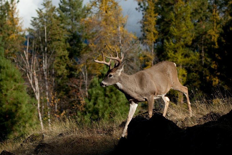 TC-Whitetail Bucks Fall-D01089-03060.jpg :: 10 PT Whitetail Buck walking down the crest of a rocky ridge with trees in fall colors in the background