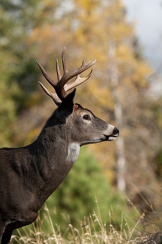 TC-Whitetail Bucks Fall-D01089-03064.jpg :: 10 PT Whitetail Buck standing broadside on crest of ridge with trees in fall colors in the background