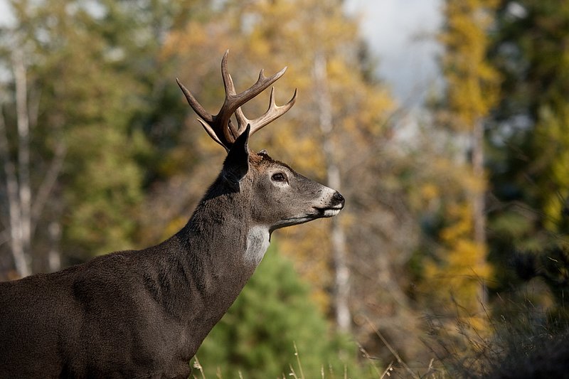 TC-Whitetail Bucks Fall-D01089-03067.jpg :: 10 PT Whitetail Buck standing broadside on crest of ridge with trees in fall colors in the background