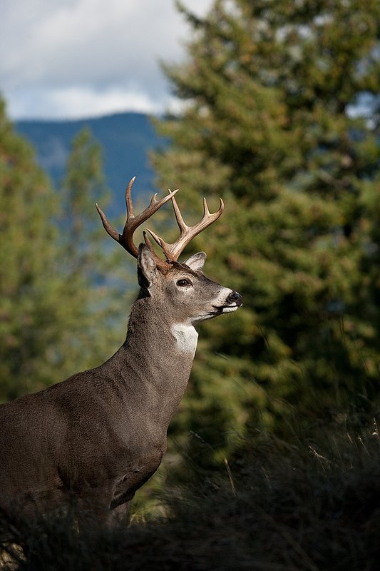 TC-Whitetail Bucks Fall-D01089-03071.jpg :: 10 PT Whitetail Buck standing broadside on crest of ridge with mountains/trees in the background