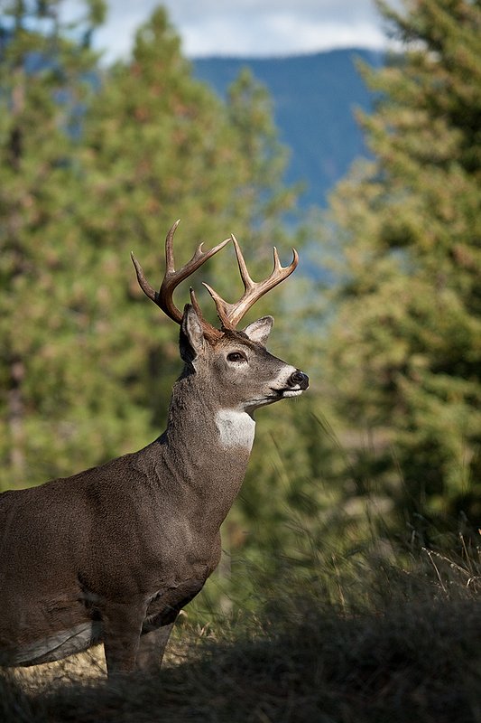 TC-Whitetail Bucks Fall-D01089-03072.jpg :: 10 PT Whitetail Buck standing broadside on crest of ridge with mountains/trees in the background