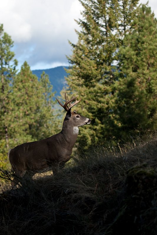 TC-Whitetail Bucks Fall-D01089-03075.jpg :: 10 PT Whitetail Buck standing broadside on crest of ridge with mountains/trees in the background