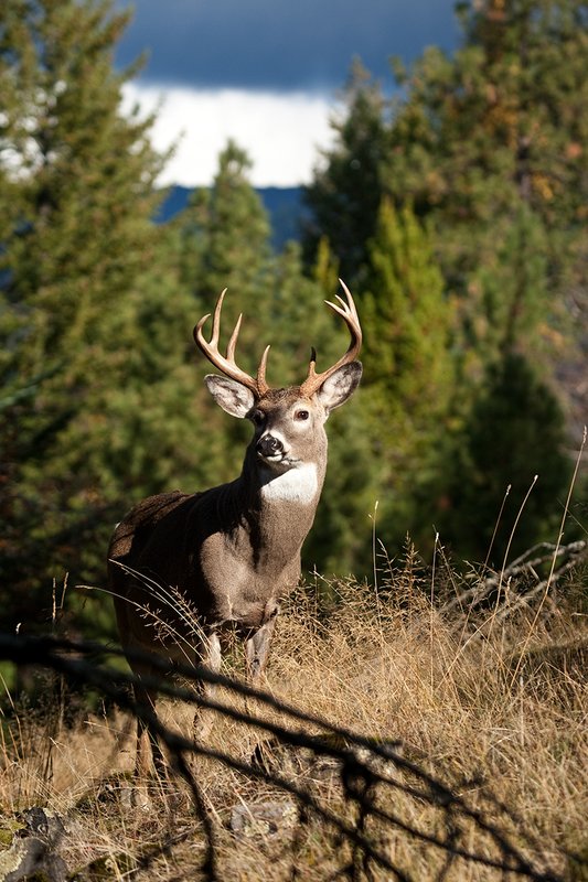 TC-Whitetail Bucks Fall-D01089-03084.jpg :: 10 PT Whitetail Buck standing on crest of ridge with mountains in background