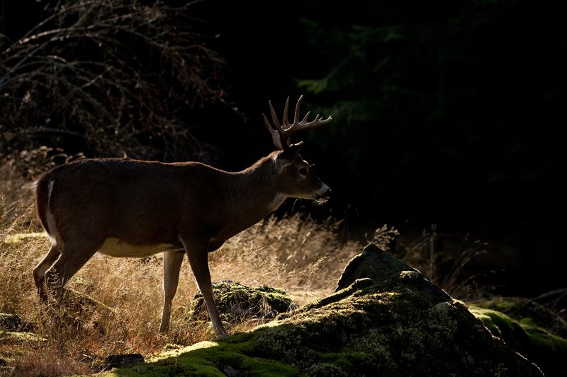 TC-Whitetail Bucks Fall-D01089-03087.jpg :: 10 PT Whitetail Buck alertly standing on crest of ridge rimlit with dark mountain shadows behind him