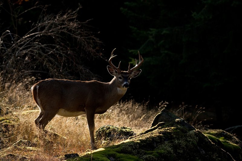 TC-Whitetail Bucks Fall-D01089-03092.jpg :: 10 PT Whitetail Buck alertly standing on crest of ridge rimlit with dark mountain shadows behind him