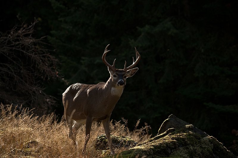TC-Whitetail Bucks Fall-D01089-03099.jpg :: 10 PT Whitetail Buck alertly standing on crest of ridge rimlit with dark mountain shadows behind him