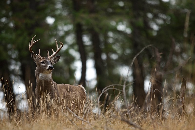 TC-Whitetail Bucks Fall-D01089-03104.jpg :: 10 pt Whitetail Buck alertly standing in open timber