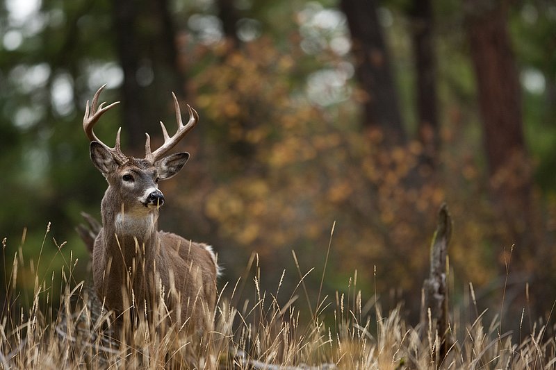 TC-Whitetail Bucks Fall-D01089-03107.jpg :: 10 pt Whitetail Buck alertly standing in open timber