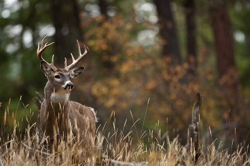 TC-Whitetail Bucks Fall-D01089-03113.jpg :: 10 pt Whitetail Buck alertly standing in open timber