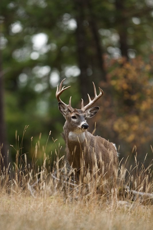 TC-Whitetail Bucks Fall-D01089-03116.jpg :: 10 pt Whitetail Buck alertly standing in open timber