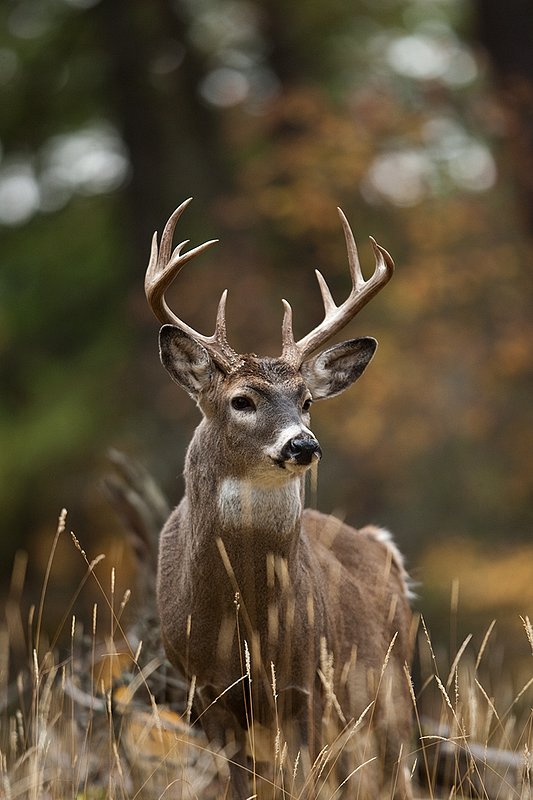 TC-Whitetail Bucks Fall-D01089-03119.jpg :: 10 pt Whitetail Buck alertly standing in open timber